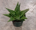 2" Gasteria Durban